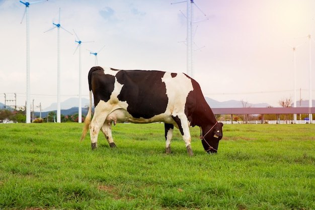 vaca comiendo hierba en la granja con molino de viento bachground