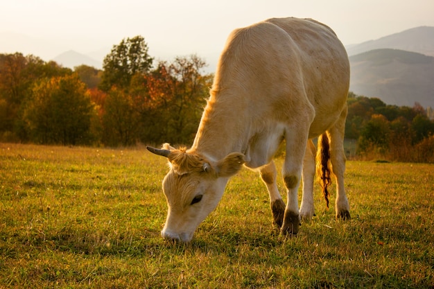 Vaca comiendo hierba en la montaña