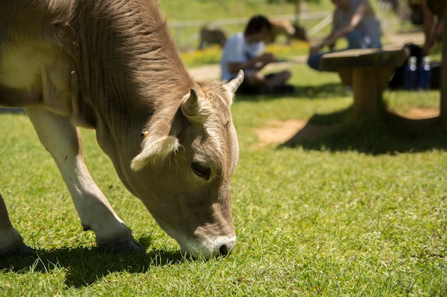 vaca comiendo hierba pacíficamente en un prado verde