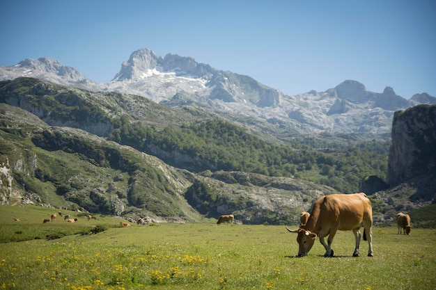 vaca comiendo hierba pacíficamente en un prado verde