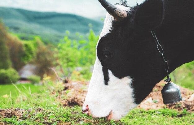 Vaca comiendo hierba. Vacas en una naturaleza.