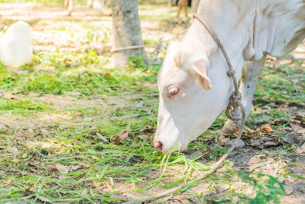 Vaca comiendo hierba