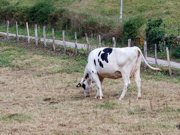 Vaca comiendo hierba