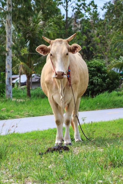 Vaca comiendo pasto en el campo