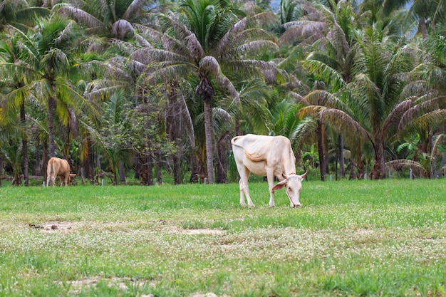 Vaca comiendo pasto en el campo