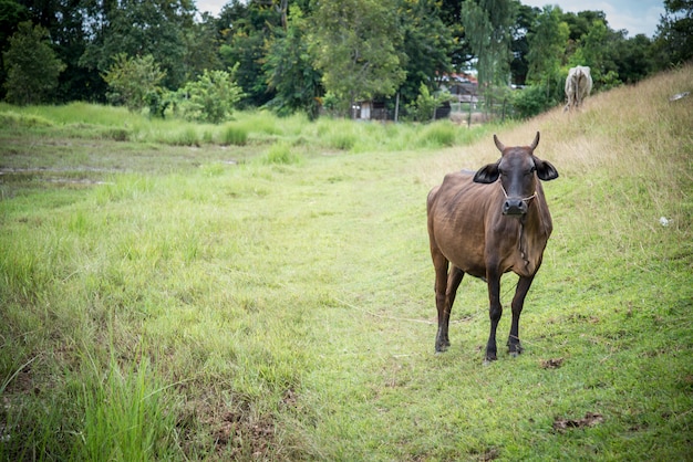 Vaca comiendo pasto