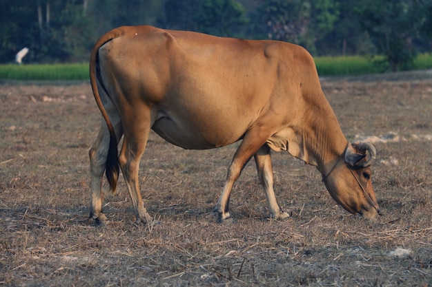 Vaca comiendo restos de heno seco