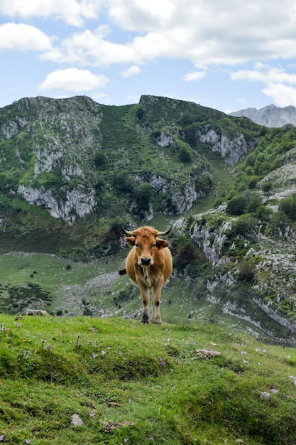 Vaca con Cangas de Onís de fundo, Astúrias, Espanha