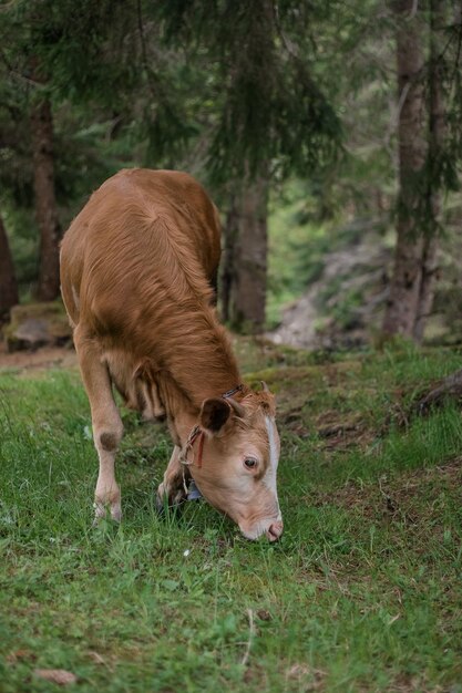 Vaca en corral de ganado en la granja