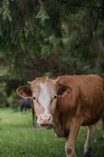 Vaca en corral de ganado en la granja