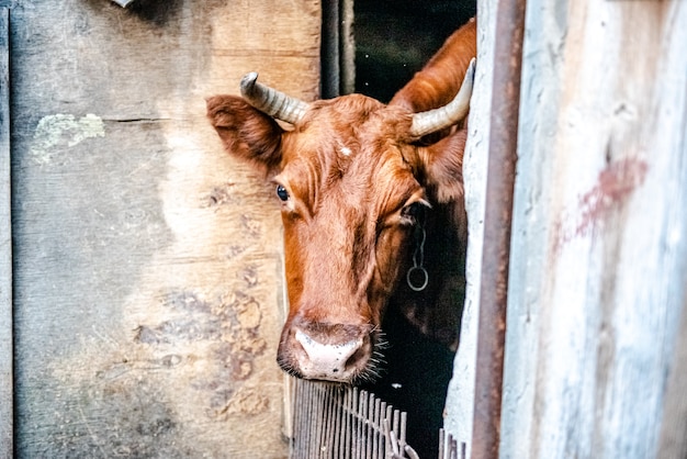 Una vaca en un corral en una lechería casera lejos