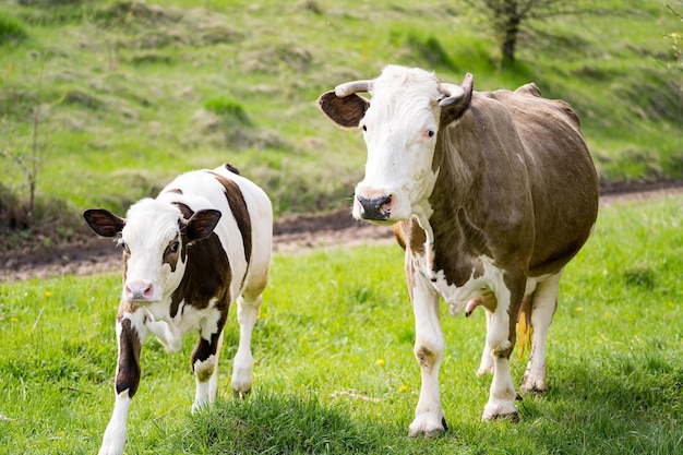Vaca con cría de cría en el prado. Lindo ternero pastando en los paisajes.