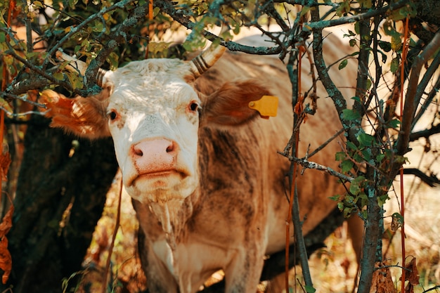 Vaca con crotales. Un bovino, de color beige, se encuentra entre los árboles.