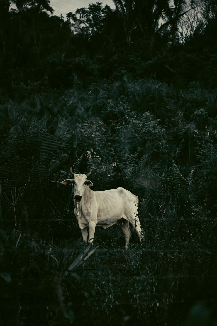 una vaca con cuernos en la cabeza