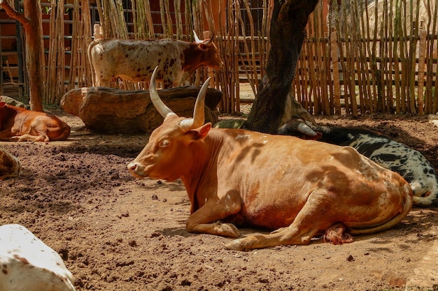 Vaca con cuernos marrones en la granja