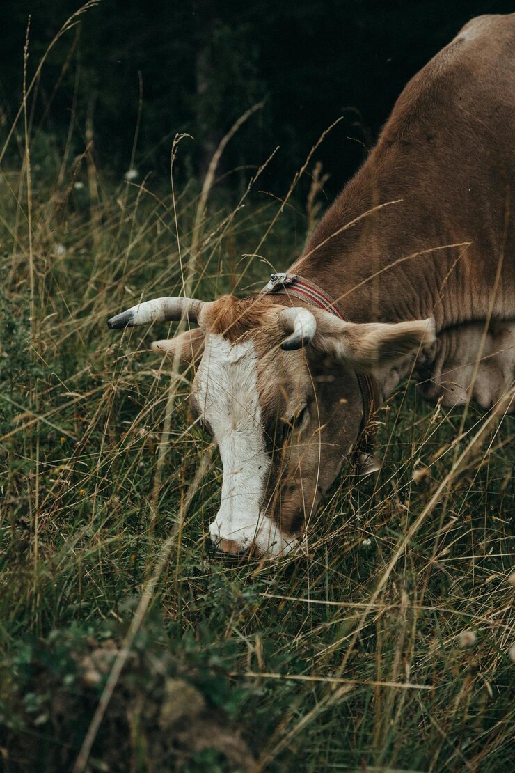 una vaca con cuernos que come hierba
