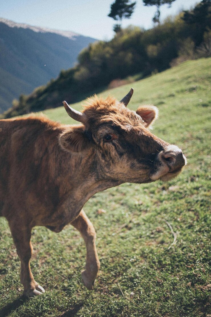 una vaca con cuernos que está de pie en un campo