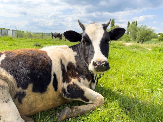 Vaca cuidadosa descansando na grama verde