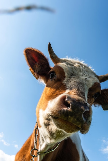 Vaca curiosa olhando para a câmera enquanto pastava no prado verde