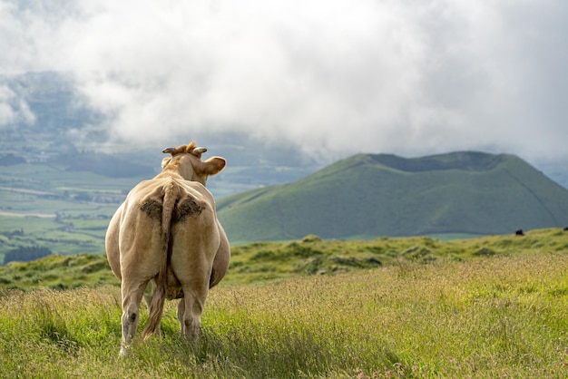 Foto vaca da ilha de pico, nos açores, no fundo da caldeira do vulcão