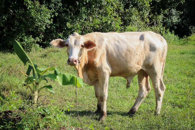 Vaca da Ásia. Feche o retrato de vaca na vila. Vacas em pé no chão. Vaca tradicional na Ásia, vaca descansando.