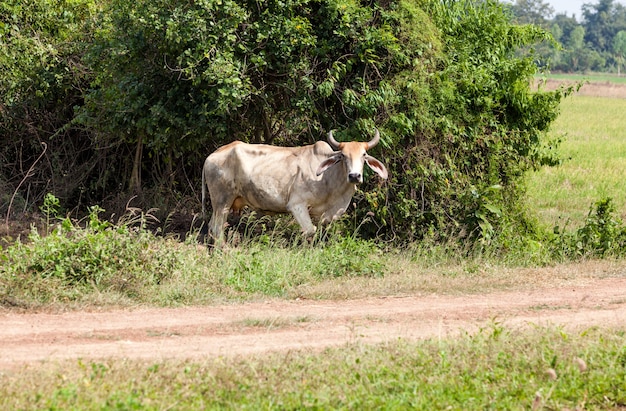 Vaca da Tailândia