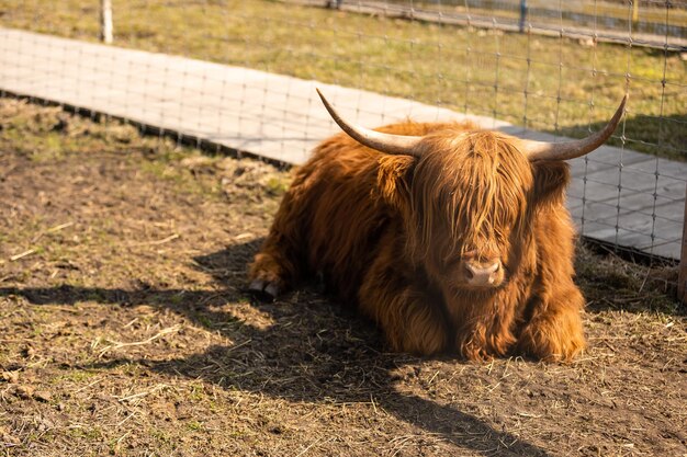 Vaca das montanhas marrom em uma gaiola.