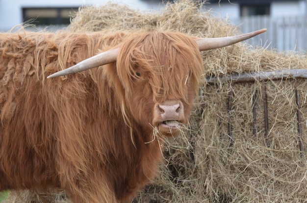 Vaca das montanhas mastigando um punhado de feno na escócia.