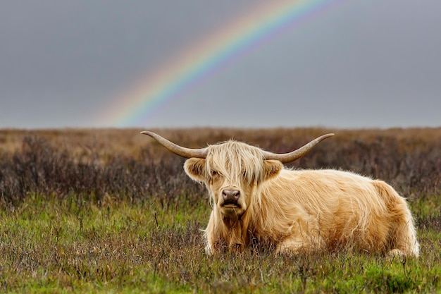 vaca das terras altas de Exmoor