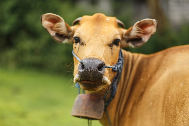 Vaca de cor marrom balinesa retrato pastando em um prado