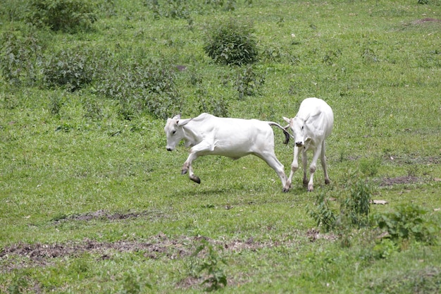 Vaca de corte na montanha com fundo natural