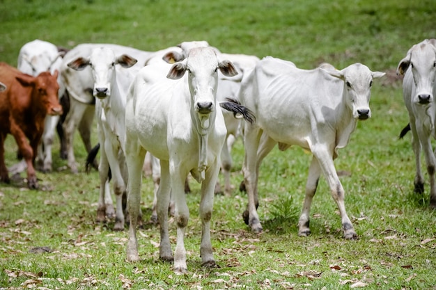 Vaca de corte na montanha com fundo natural