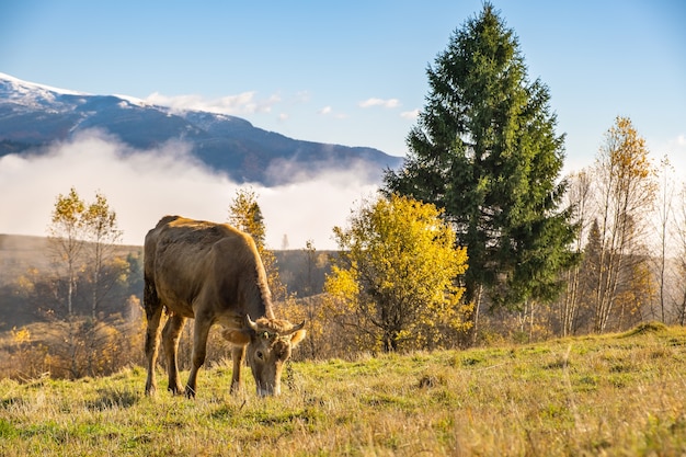 Vaca de fazenda pastando em pastagens alpinas nas montanhas de verão.