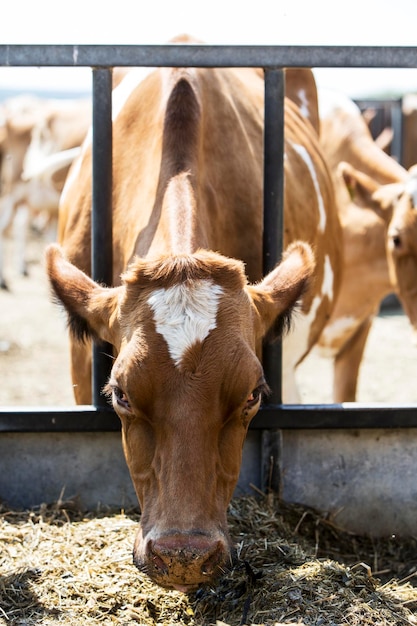 Vaca de Guernsey em um pasto alimentando-se de feno