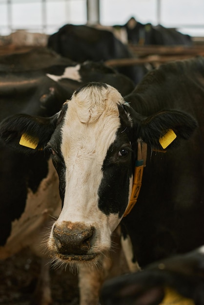 Vaca de leite doméstica em estábulo