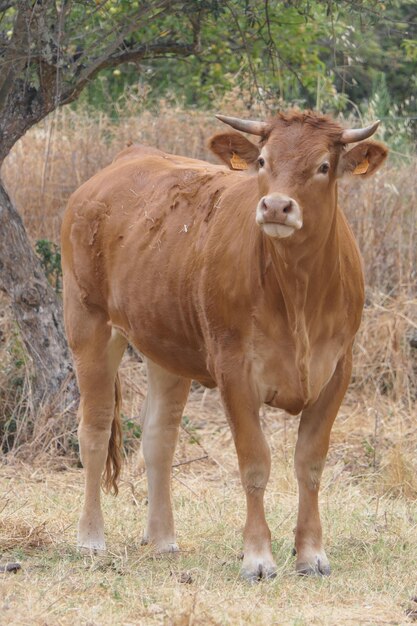 Foto vaca de pé em um campo