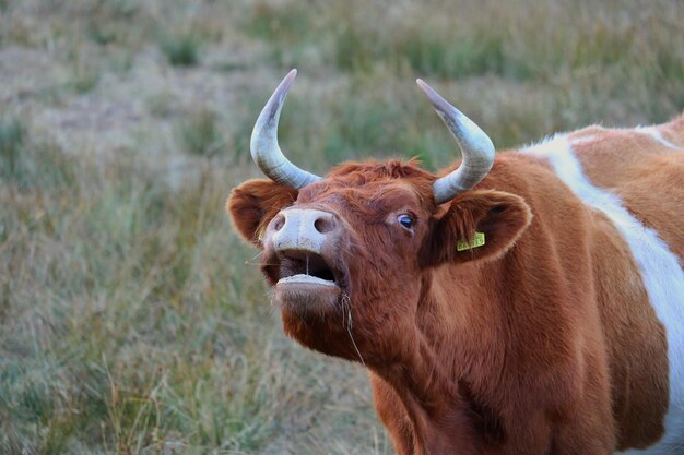 Foto vaca de pé em um campo