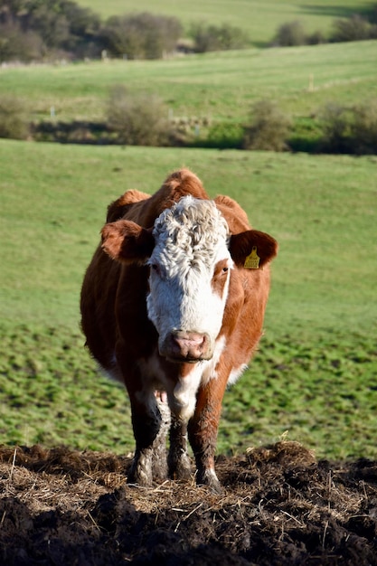 Foto vaca de pé em um campo