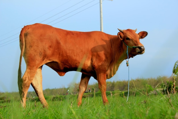 Vaca de pé em um campo