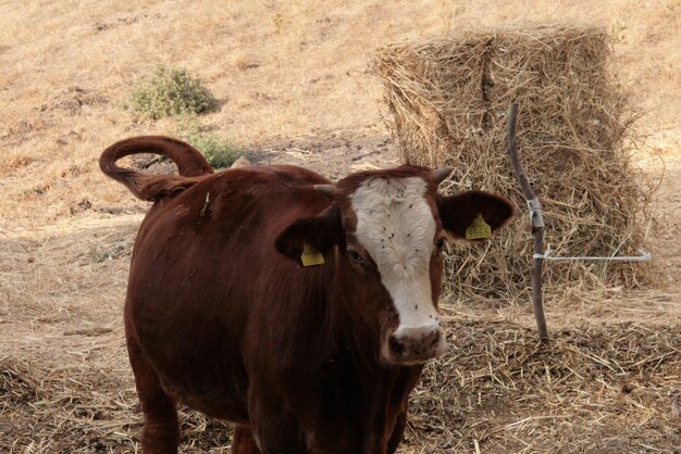 Foto vaca de pé em um campo