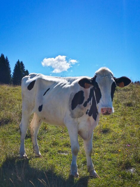 Foto vaca de pé no campo contra o céu azul claro