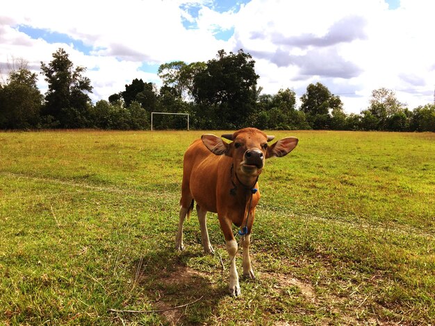 Foto vaca de pé no campo contra o céu