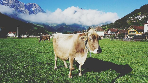 Vaca de pé no campo