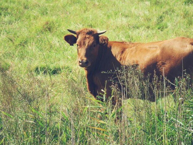 Foto vaca de pé no campo