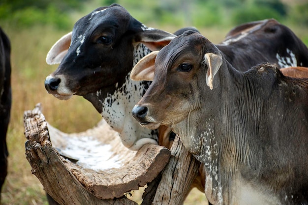 Vaca de terra de bezerro no alimentador de sal.