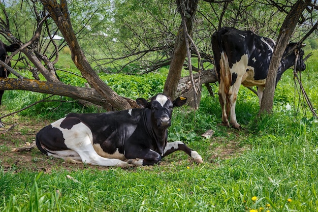 Vaca deitada na grama à sombra das árvores a vaca está descansando e olhando para a câmera
