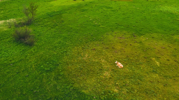 Vaca, deitado em um prado verde