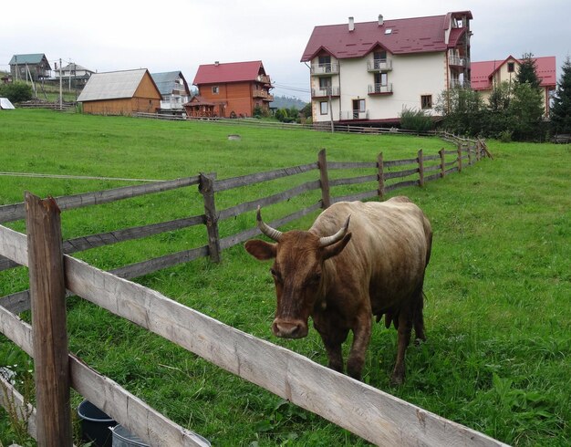 Una vaca dentro de la valla de ganado con pastos con hierba verde