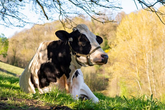 Vaca descansando na grama verde na primavera