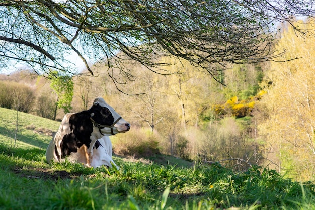 Vaca descansando na grama verde na primavera